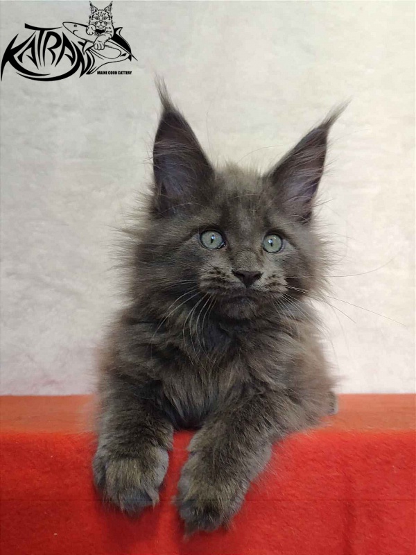 Katran Perseus - Кошеня мейн-кун 2 місяця