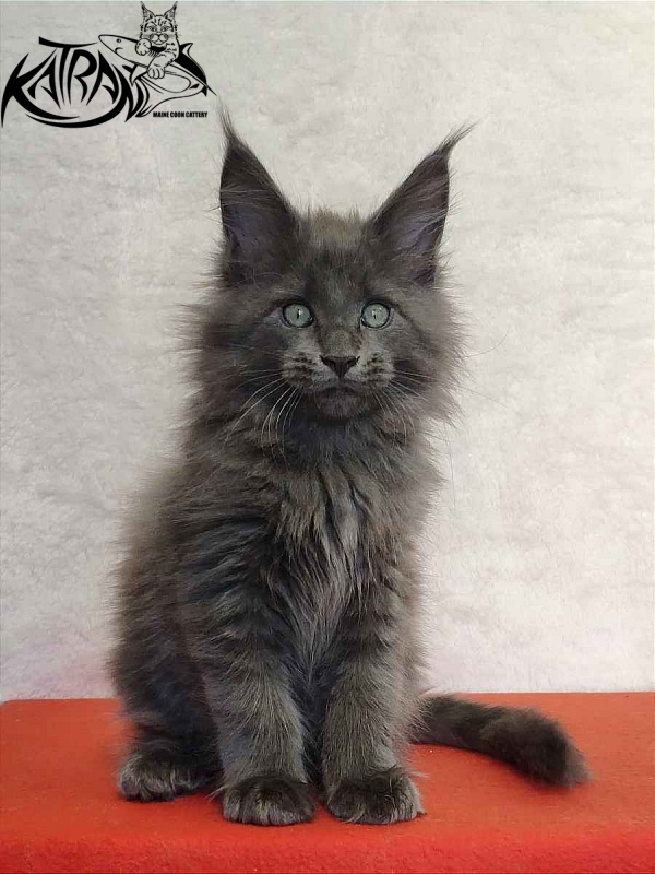 Katran Perseus - Кошеня мейн-кун 2 місяця