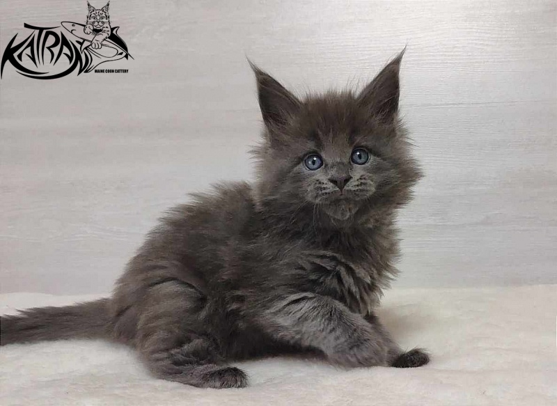 Katran Perseus - Кошеня мейн-кун 1 місяць