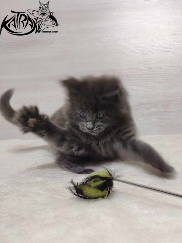 Katran Perseus - Кошеня мейн-кун 1 місяць