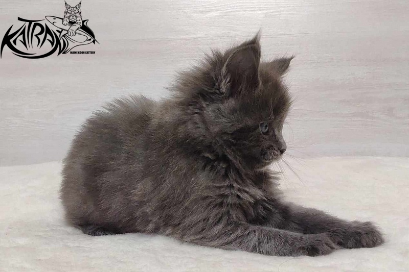 Katran Perseus - Кошеня мейн-кун 1 місяць