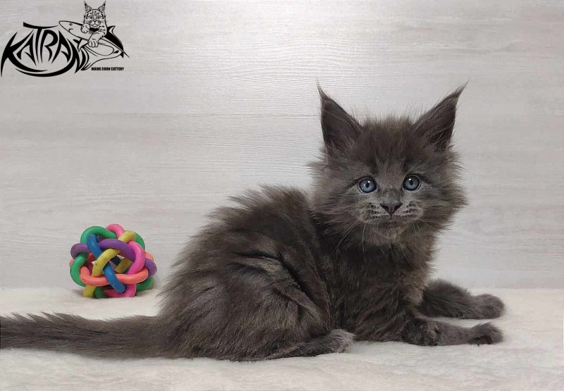 Katran Perseus - Кошеня мейн-кун 1 місяць