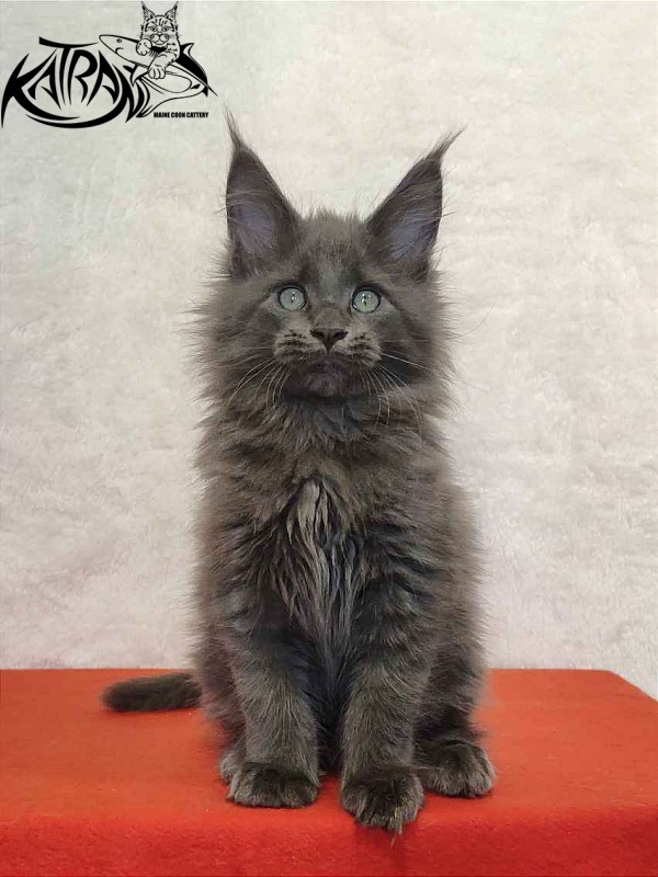 Katran Perseus - Кошеня мейн-кун 2 місяця