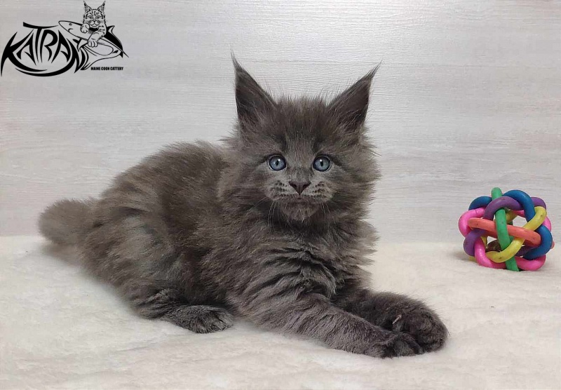 Katran Perseus - Кошеня мейн-кун 1 місяць