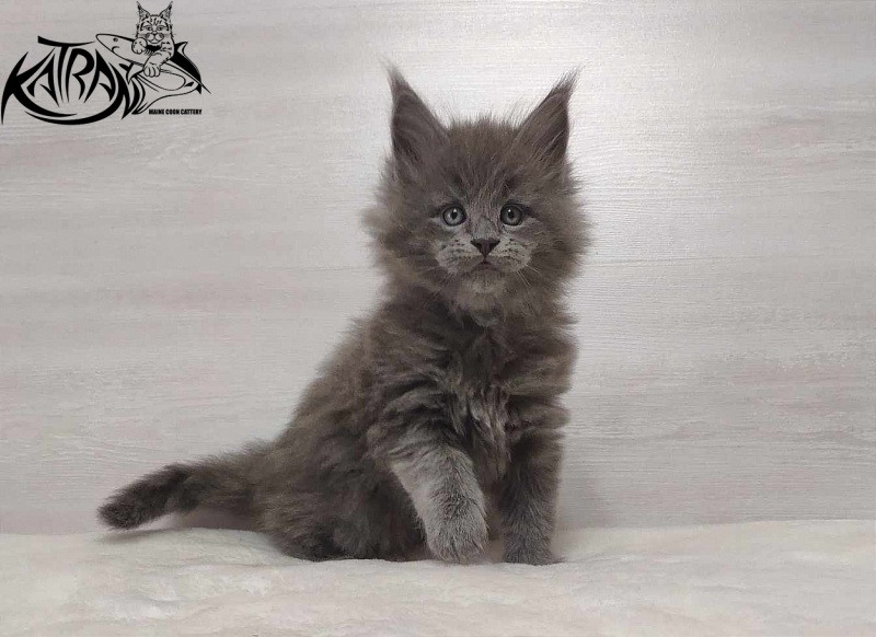 Katran Patriot - Кошеня мейн-кун 1 місяць