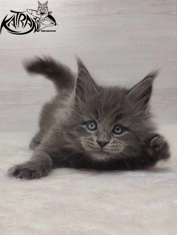 Katran Patriot - Кошеня мейн-кун 1 місяць