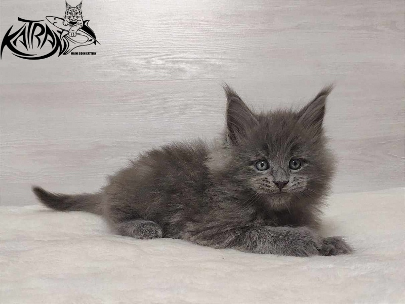 Katran Patriot - Кошеня мейн-кун 1 місяць