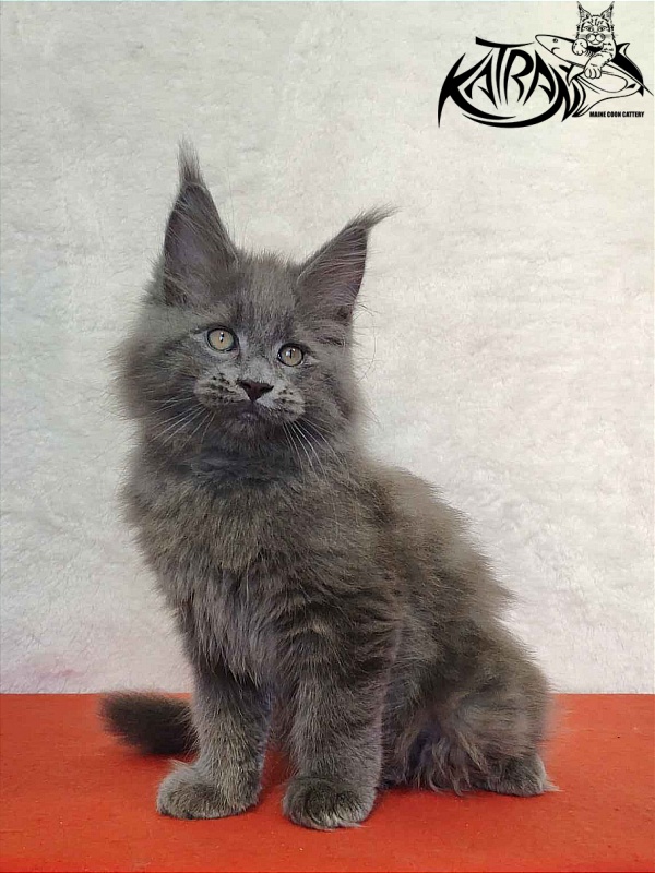 Katran Patriot - Кошеня мейн-кун 2 місяця