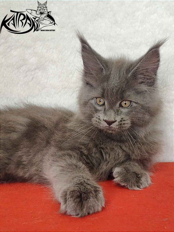 Katran Patriot - Кошеня мейн-кун 2 місяця