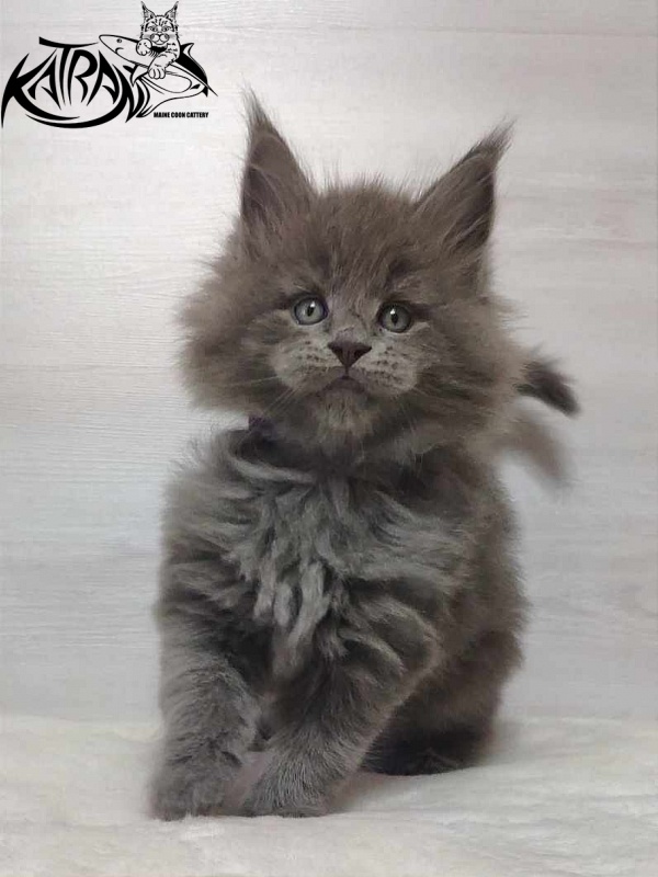 Katran Patriot - Кошеня мейн-кун 1 місяць