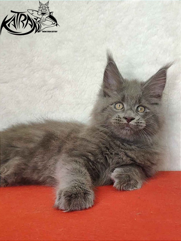 Katran Patriot - Кошеня мейн-кун 2 місяця
