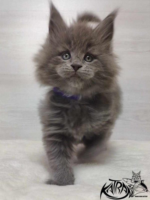 Katran Patriot - Кошеня мейн-кун 1 місяць