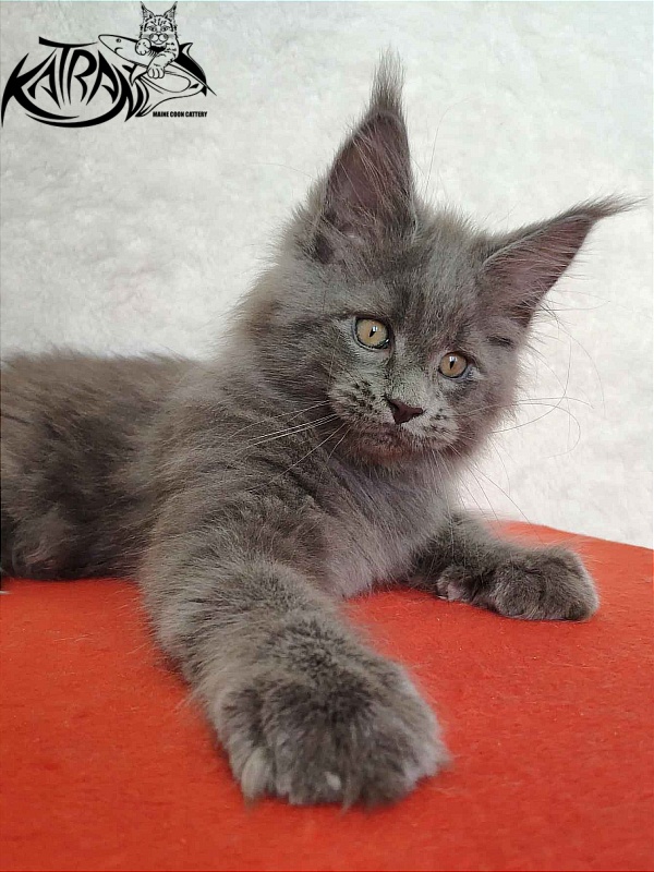 Katran Patriot - Кошеня мейн-кун 2 місяця