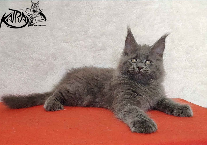 Katran Patriot - Кошеня мейн-кун 2 місяця