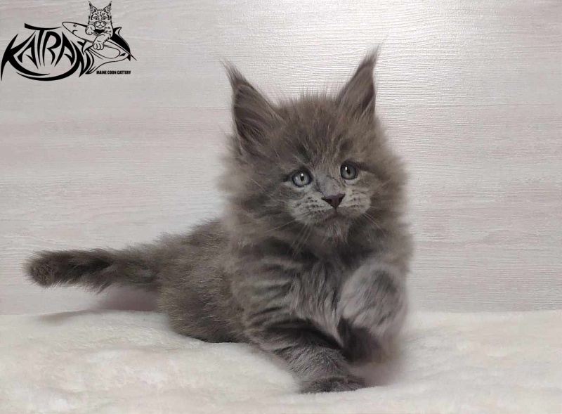 Katran Patriot - Кошеня мейн-кун 1 місяць