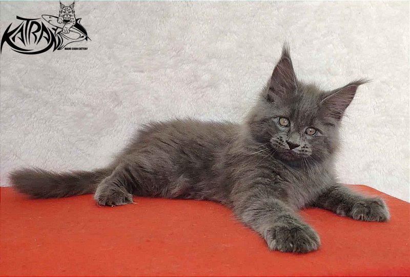 Katran Patriot - Кошеня мейн-кун 2 місяця