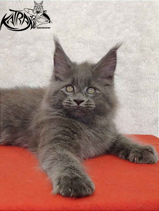 Katran Patriot - Кошеня мейн-кун 2 місяця