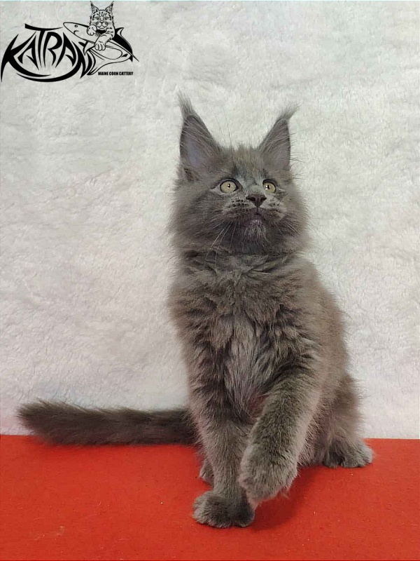 Katran Patriot - Кошеня мейн-кун 2 місяця