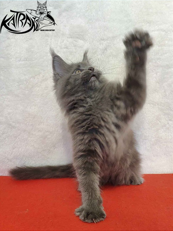 Katran Patriot - Кошеня мейн-кун 2 місяця