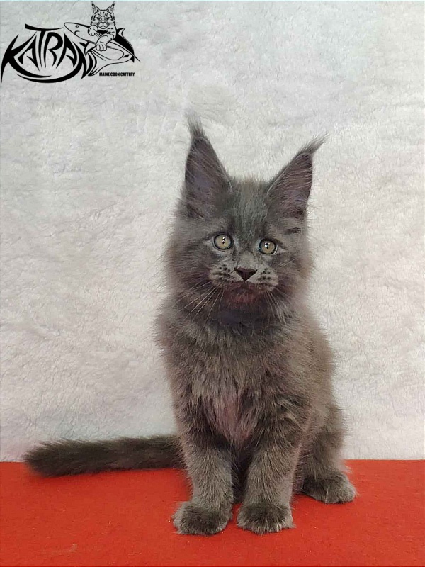 Katran Patriot - Кошеня мейн-кун 2 місяця