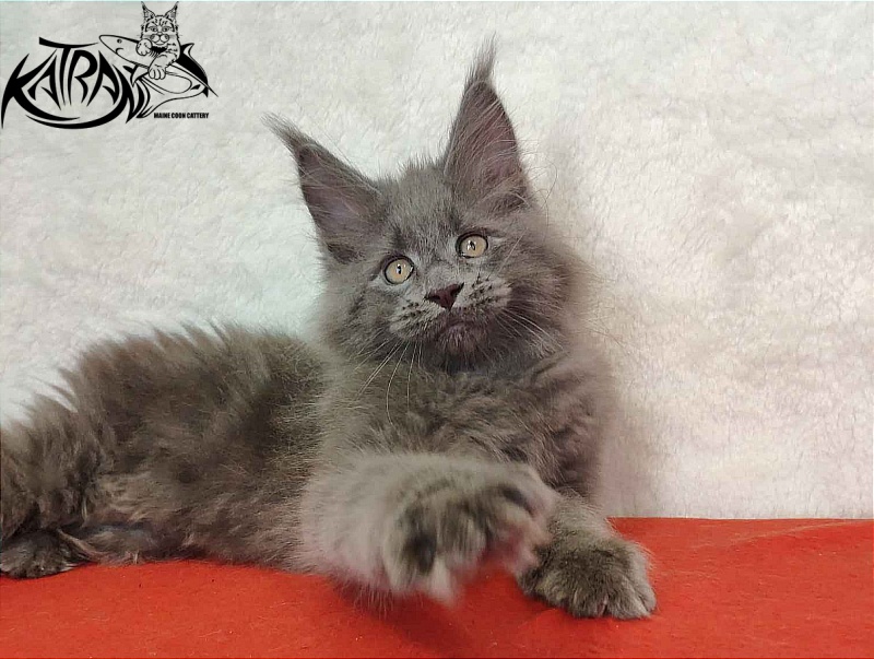 Katran Patriot - Кошеня мейн-кун 2 місяця