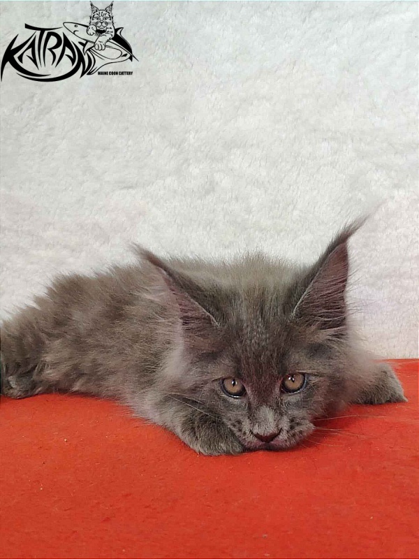 Katran Patriot - Кошеня мейн-кун 2 місяця