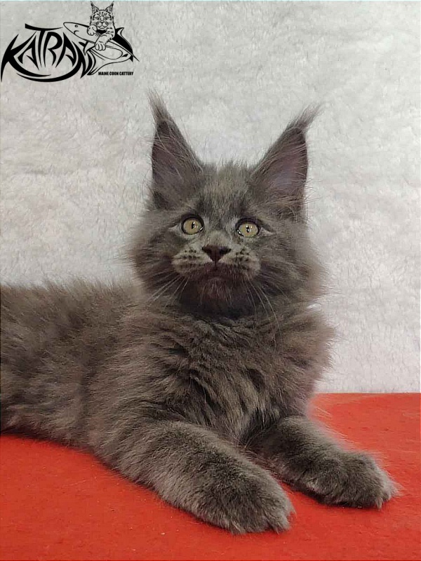 Katran Patriot - Кошеня мейн-кун 2 місяця