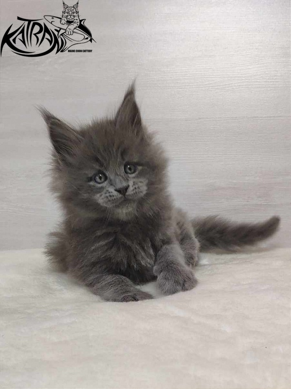 Katran Patriot - Кошеня мейн-кун 1 місяць