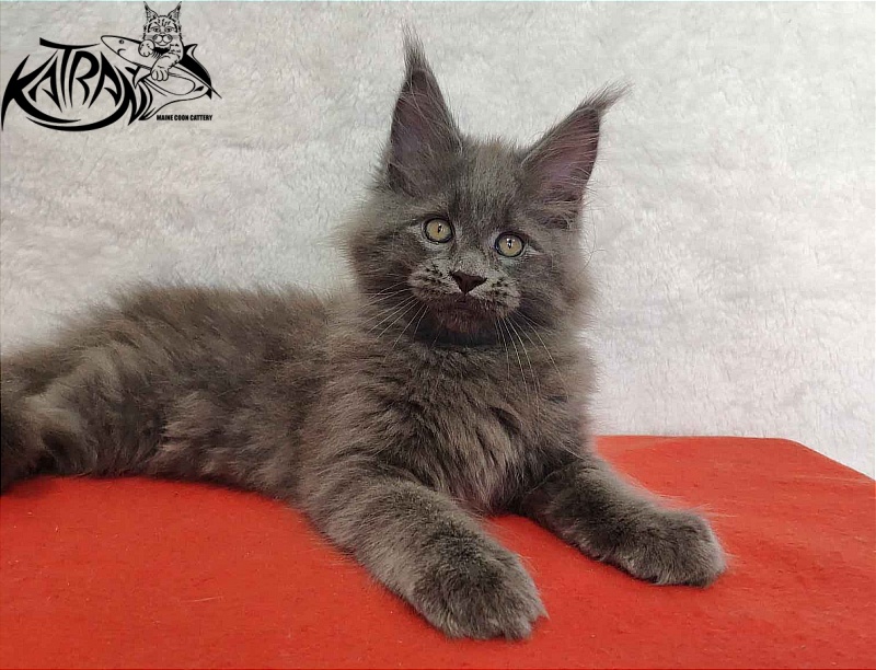 Katran Patriot - Кошеня мейн-кун 2 місяця