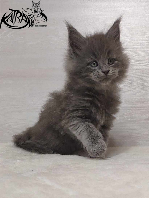 Katran Patriot - Кошеня мейн-кун 1 місяць