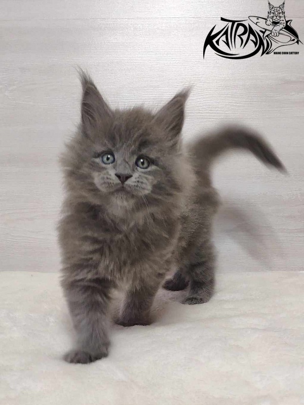 Katran Patriot - Кошеня мейн-кун 1 місяць