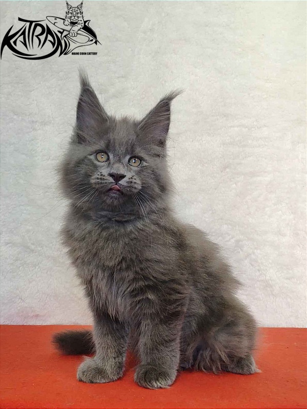 Katran Patriot - Кошеня мейн-кун 2 місяця