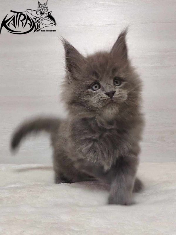 Katran Patriot - Кошеня мейн-кун 1 місяць