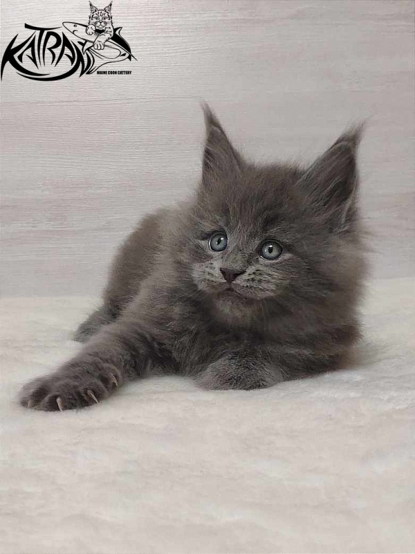 Katran Patriot - Кошеня мейн-кун 1 місяць