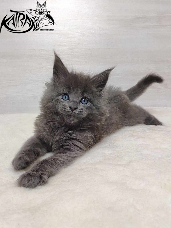 Katran Penelope - Котенок мейн-кун 1 месяц