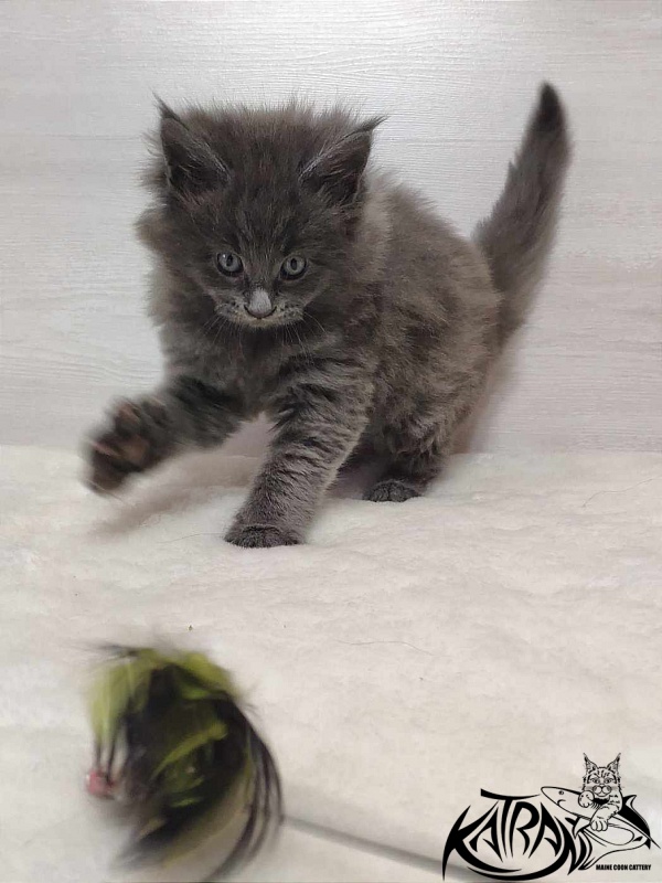 Katran Penelope - Котенок мейн-кун 1 месяц