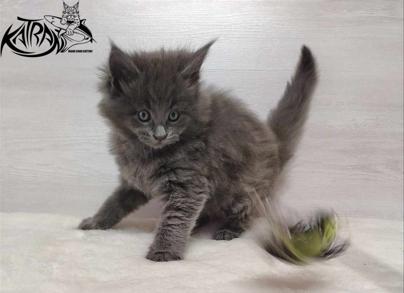 Katran Penelope - Котенок мейн-кун 1 месяц
