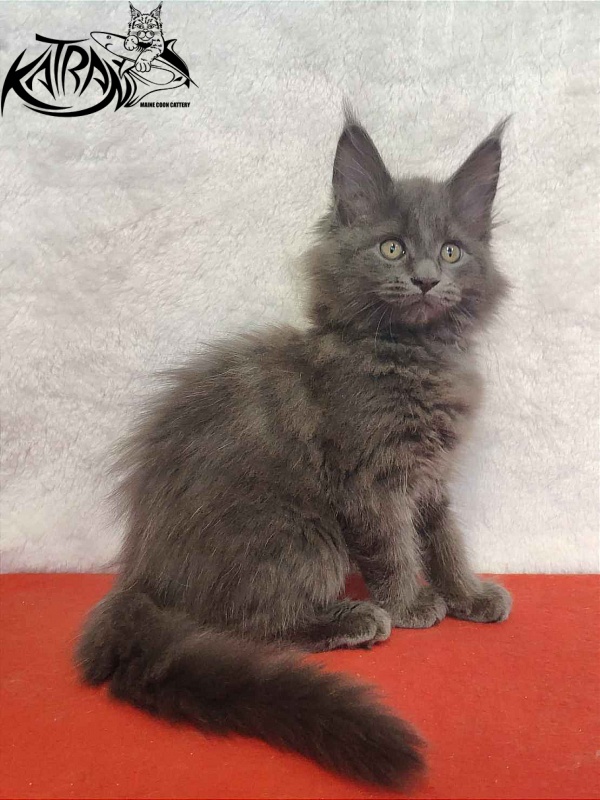 Katran Penelope - Котенок мейн-кун 2 месяца