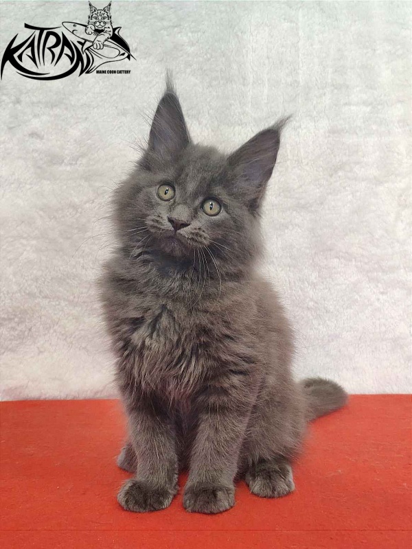Katran Penelope - Котенок мейн-кун 2 месяца