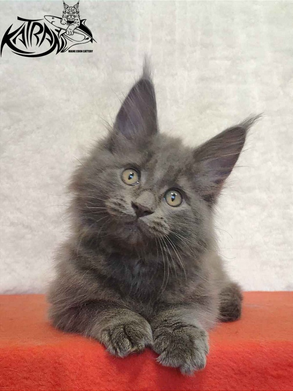 Katran Penelope - Котенок мейн-кун 2 месяца
