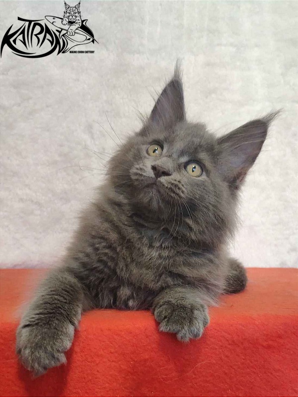Katran Penelope - Котенок мейн-кун 2 месяца