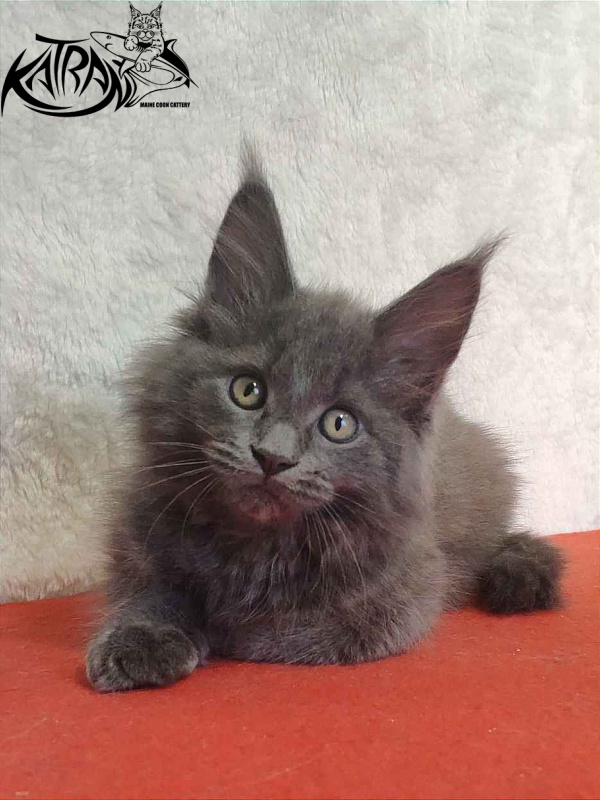Katran Penelope - Котенок мейн-кун 2 месяца