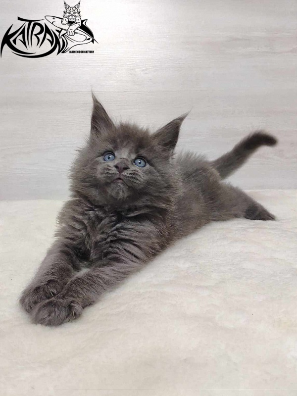 Katran Penelope - Котенок мейн-кун 1 месяц