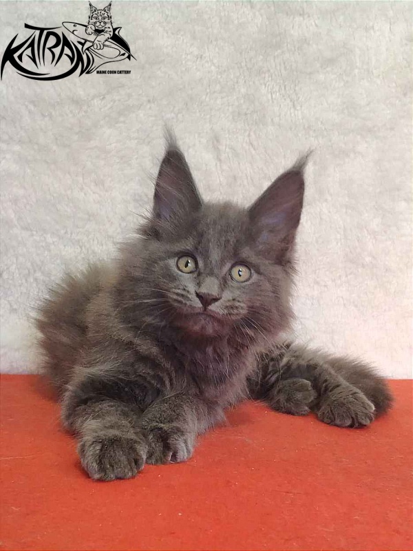 Katran Penelope - Котенок мейн-кун 2 месяца