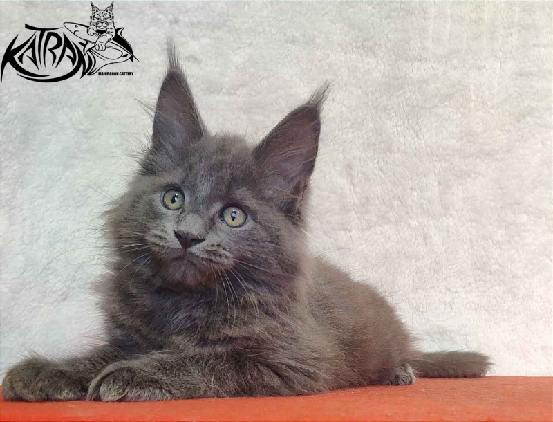 Katran Penelope - Котенок мейн-кун 2 месяца