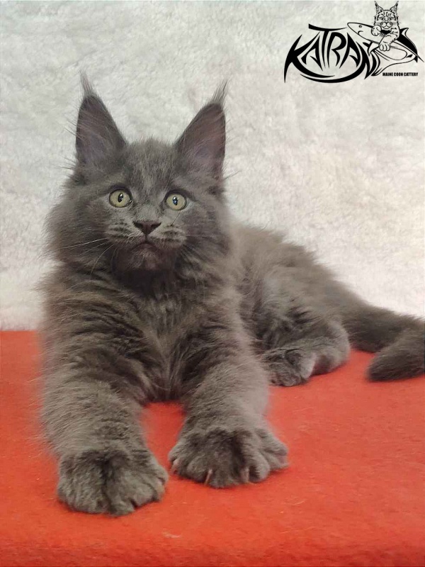 Katran Penelope - Котенок мейн-кун 2 месяца