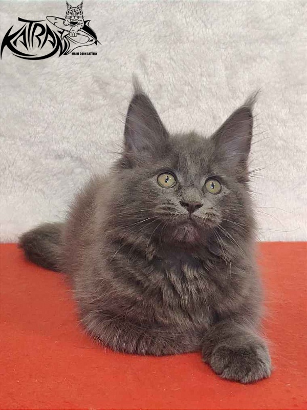Katran Penelope - Котенок мейн-кун 2 месяца