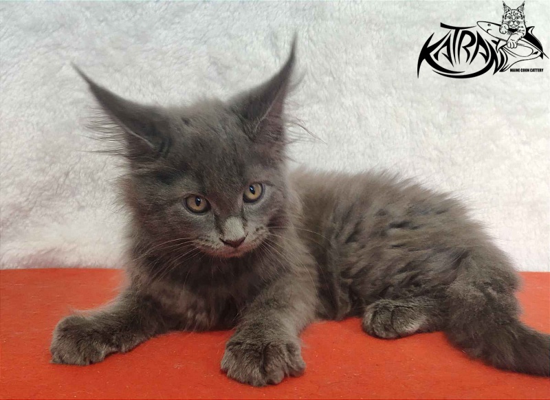 Katran Penelope - Котенок мейн-кун 2 месяца