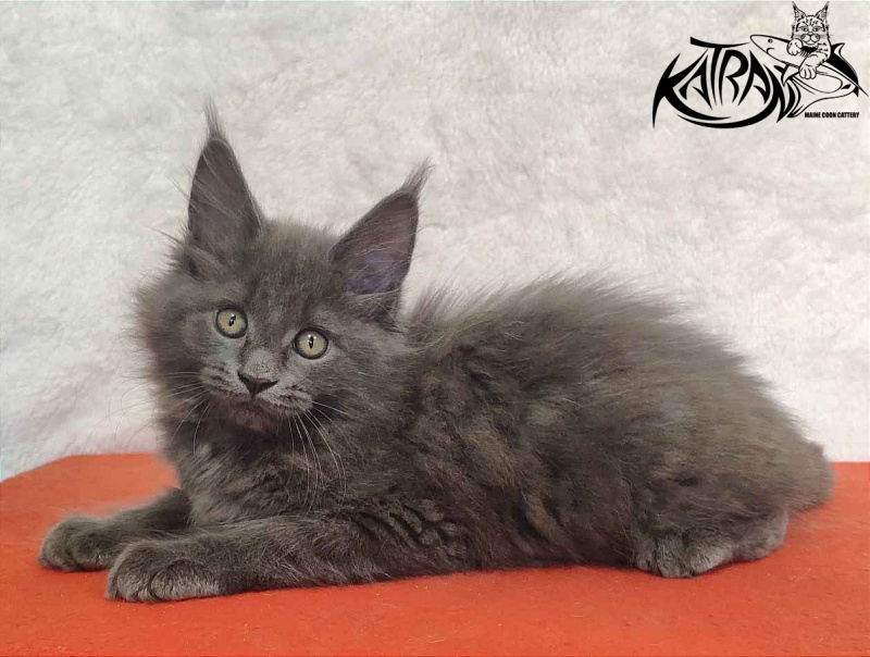Katran Penelope - Котенок мейн-кун 2 месяца