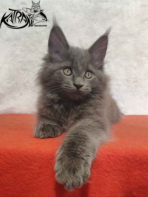Katran Penelope - Котенок мейн-кун 2 месяца